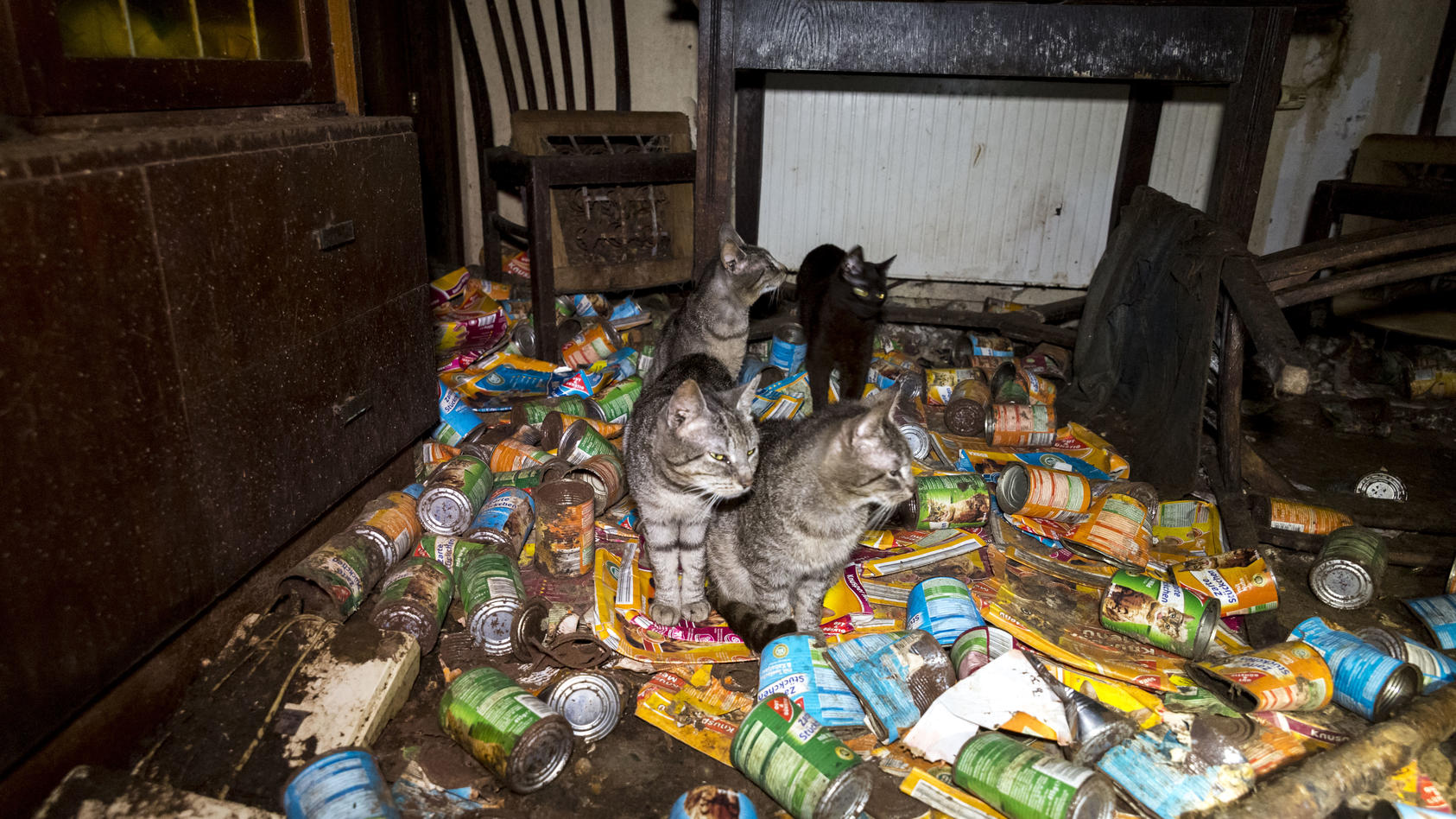 Eine verwahrloste Wohnung mit Katzen, ein klarer Fall von "Animal Hording".