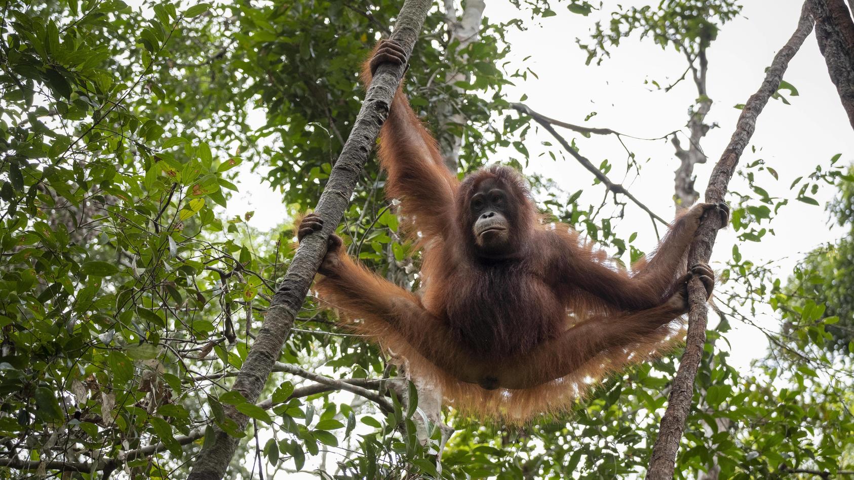 Der Lebensraum der Orang-Utans schwindet vor allem wegen riesiger Palmölplantagen rasant.