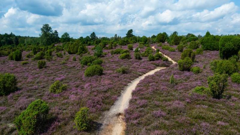 Zum Wandern lädt neben dem Harz auch die Lüneburger Heide ein.