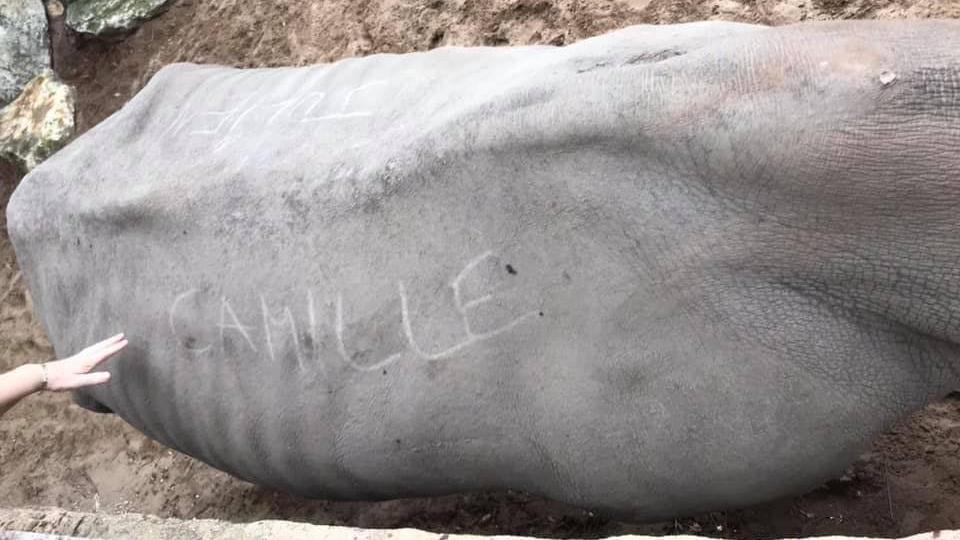 Unfassbare Tat in Frankreich: Besucher eines Zoos haben ihre Namen auf den Rücken eines Nashorns geschrieben.