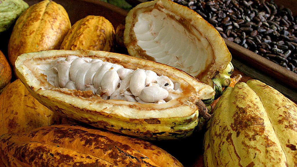 Frisch geerntete Kakaofrüchte