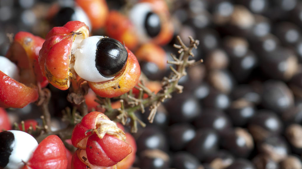 Guarana ist vor allem wegen des enthaltenen Koffeins beliebt