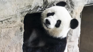 ARCHIV - 14.08.2019, Berlin: Panda-Dama Meng Meng erkundet ihr Gehege im Zoo. (zu "Panda-Dame Meng Meng ist trächtig") Foto: Paul Zinken/dpa +++ dpa-Bildfunk +++