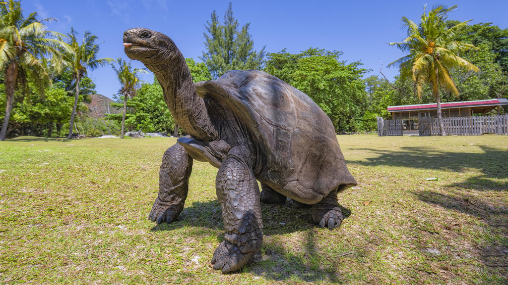 Riesenschildkröte