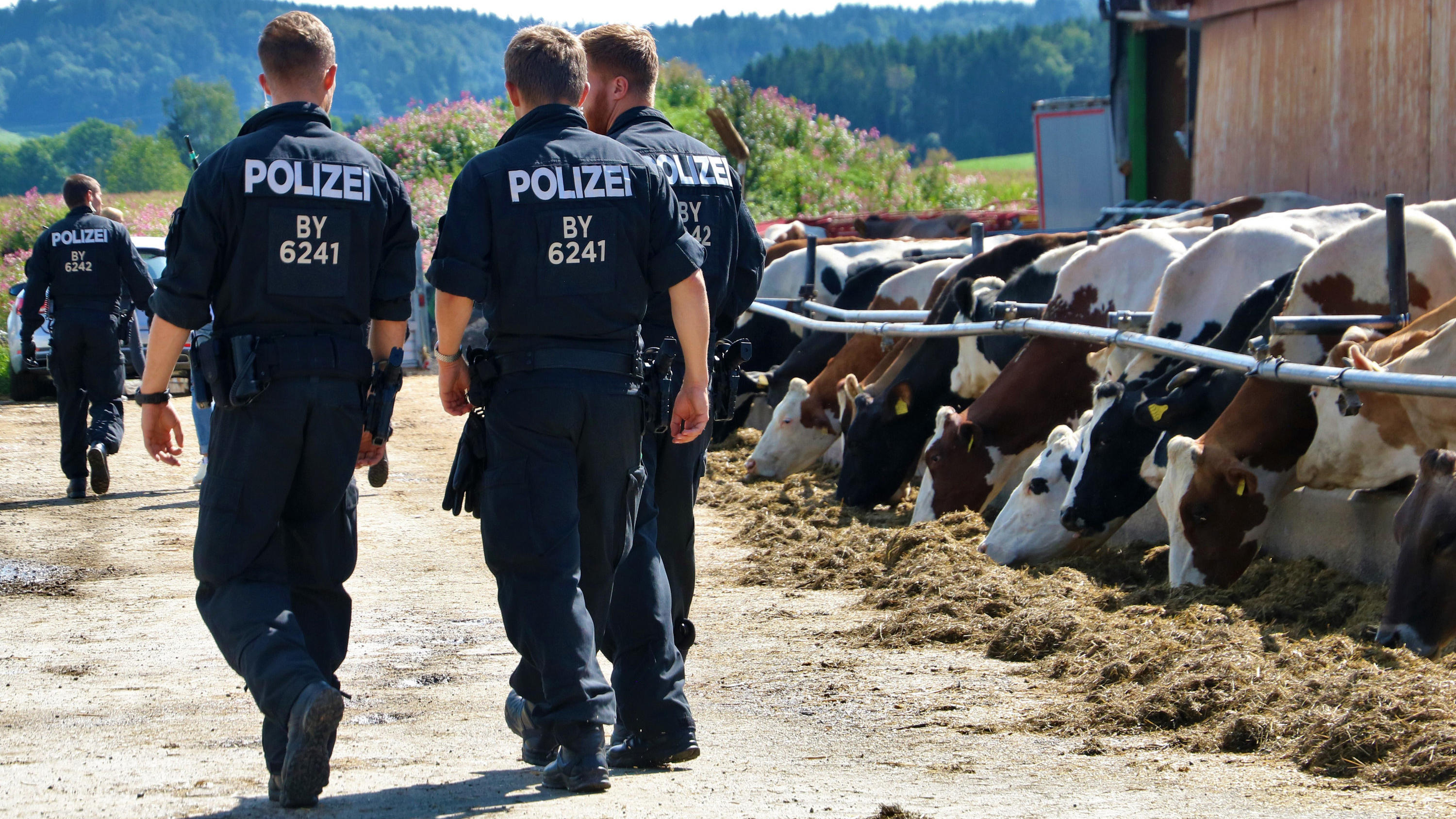 15.08.2019, Bayern, Grasegg: Polizeibeamte sichern Beweismittel an einem Bauernhof. Im Allgäuer Tierquäler-Skandal hat die Polizei einen dritten Milchviehbetrieb durchsucht. Wegen des Verdachts des Verstoßes gegen das Tierschutzgesetz sind am Mittwoc