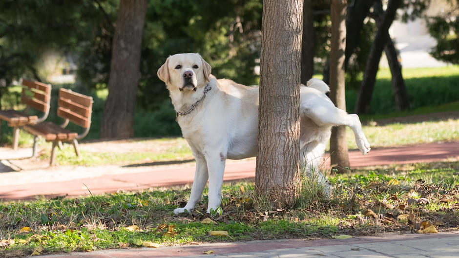 Neue Verordnung in Sevilla HundeUrin muss entfernt werden