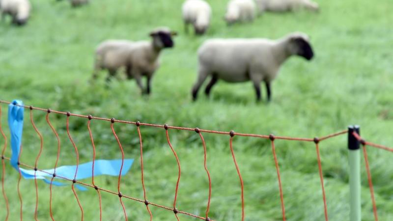 Schafe vor dem Wolf schützen