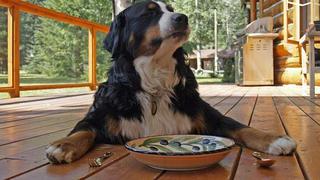 Hund liegt vor leerem Teller und wartet auf Futter