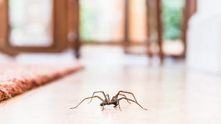 Spinne läuft durch Wohnzimmer