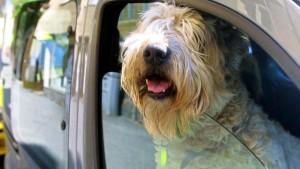 Wenn Hund und Katze sich mit Zähnen und Krallen dagegen wehren, ins Auto zu steigen, haben Tierfreunde ein Problem.