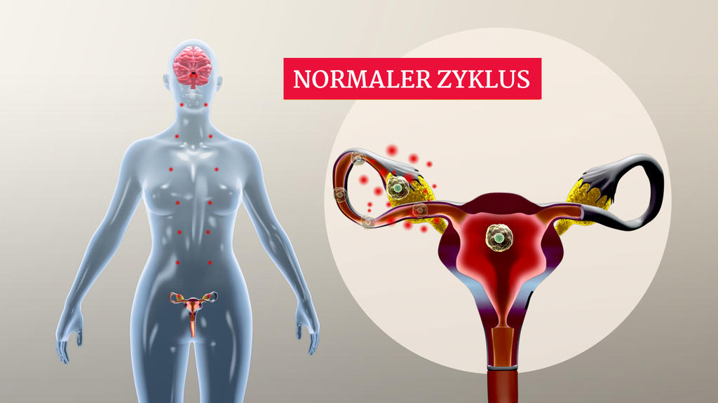 Zyklus einer Frau