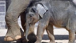 Kleiner Elefant im Leipziger Zoo