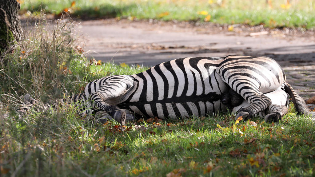 02.10.2019, Mecklenburg-Vorpommern, Liepen: Ein ausgerissenes Zirkus-Zebra liegt erschossen am Straßenrand. Das Tier war gemeinsam mit einem Artgenossen, der später wieder eingefangen worden war, aus einem Zirkus in Tessin ausgebrochen und hatte auf