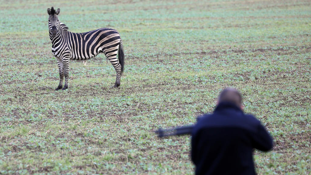 Zirkus-Zebras ausgebrochen
