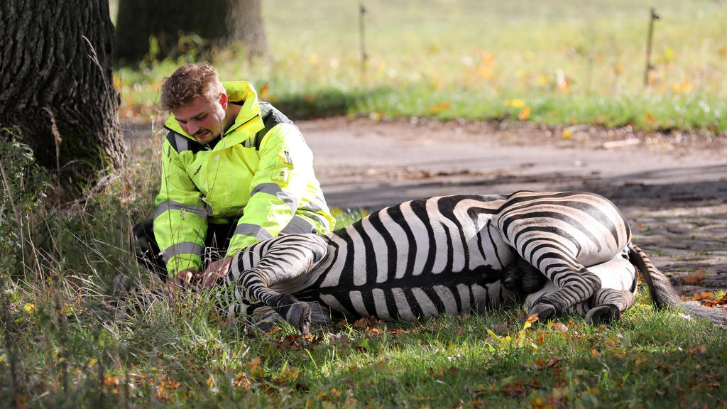 02.10.2019, Mecklenburg-Vorpommern, Liepen: Angelo Madel, Zirkus-Dompteur, kniet neben dem toten Zebra Pumba. Das Zebra war ausgebrochen und nach einer stundenlangen Verfolgungsjagd von Einsatzkräften erschossen worden. Eigentlich sollte das Zebra Pu