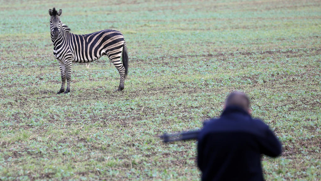 02.10.2019, Mecklenburg-Vorpommern, Thelkow: Ein ausgerissenes Zikus-Zebra steht auf einem Acker, während ein Mann mit einem Betäubungsgewehr versucht sich dem Tier zu nähern. Das Zebra war mit einem Artgenossen, der bereits wieder eingefangen werden