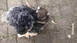 Koalababy auf Hunderücken