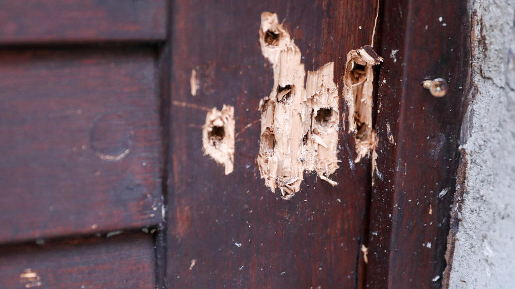 Dutzende Einschusslöcher in der Synagogen-Tür zeugen vom versuchten Massaker in Halle.