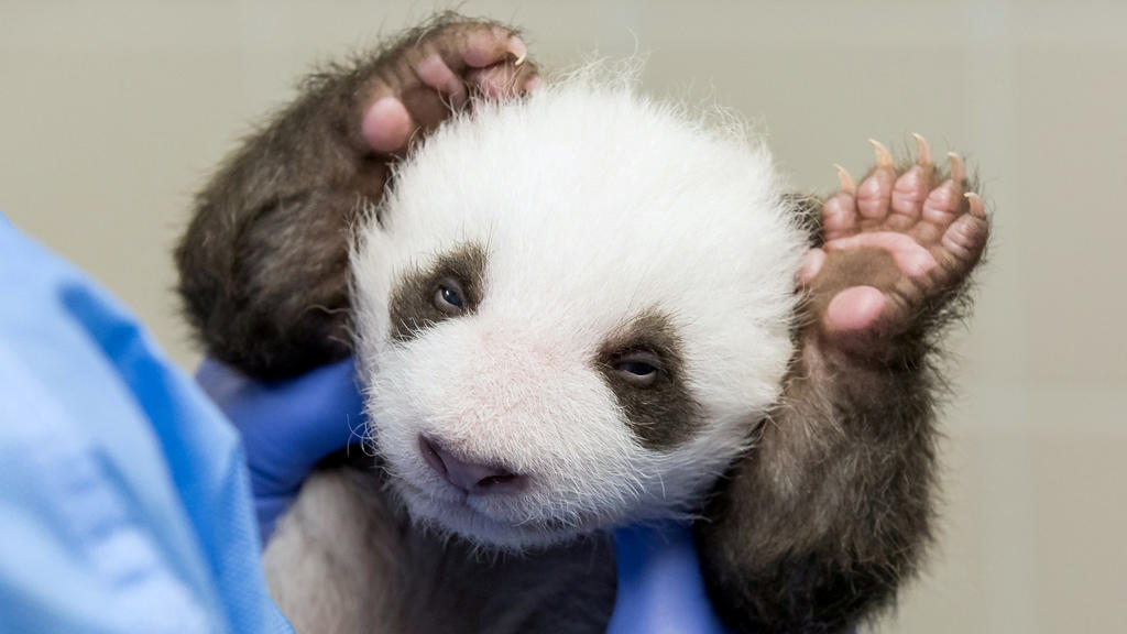Panda Babys Berliner Zoo machen zum ersten Mal Augen auf
