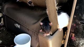 Die Ratten wurden von Beamten aus dem Lieferwagen entfernt.
