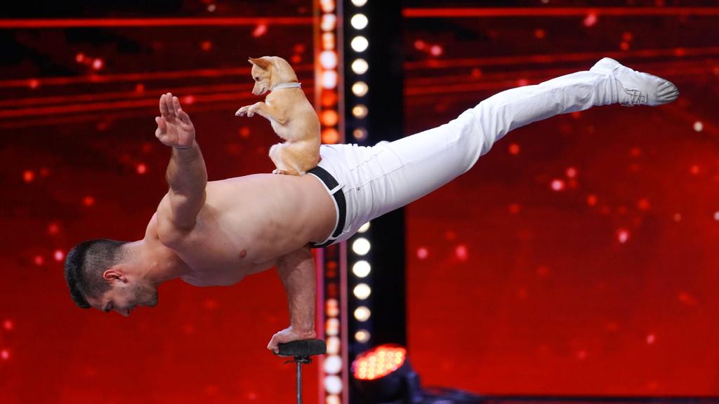 Der putzige Percy stiehlt Akrobat Christian Stoinev die Show.