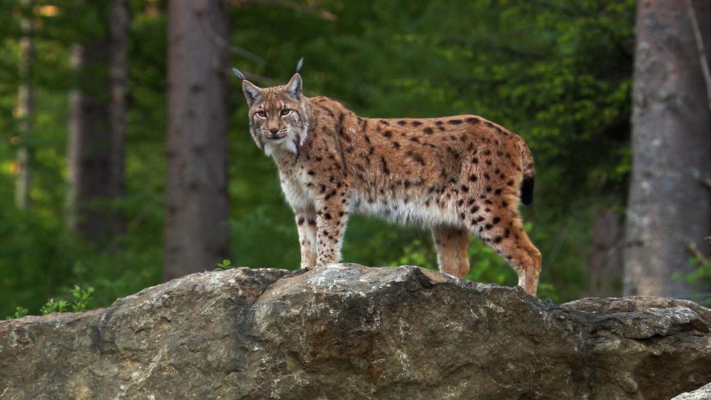 Seit den 1980er Jahren wandern aus den nahen Vogesen immer wieder Eurasische Luchse (Lynx lynx) in den Pfälzerwald ein.
