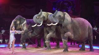 Circus Krone plant zu Weihnachten Rückkehr seiner Elefanten