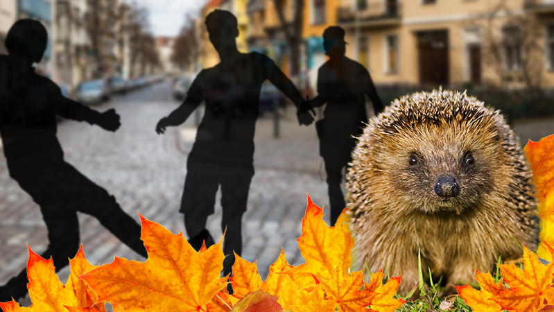 Männer aus Rostock haben einen Igel als Fußball benutzt.