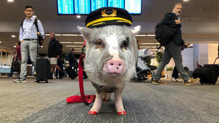 LiLou the therapy pig stands in front of a departures board at San Francisco International Airport in San Francisco, California, U.S. October 4, 2019. Picture taken October 4, 2019. REUTERS/Jane Ross