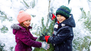 Beim Weihnachtsbaumkauf sollten Sie auf Nachhaltigkeit schauen