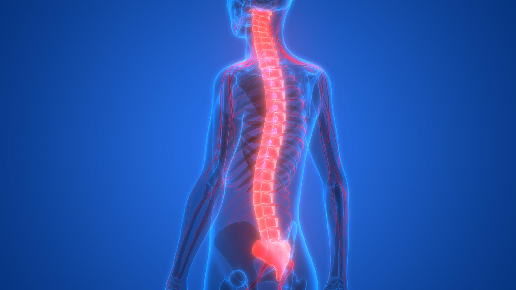 Menschliches Skelett mit Nervensystem (Rückenmark)