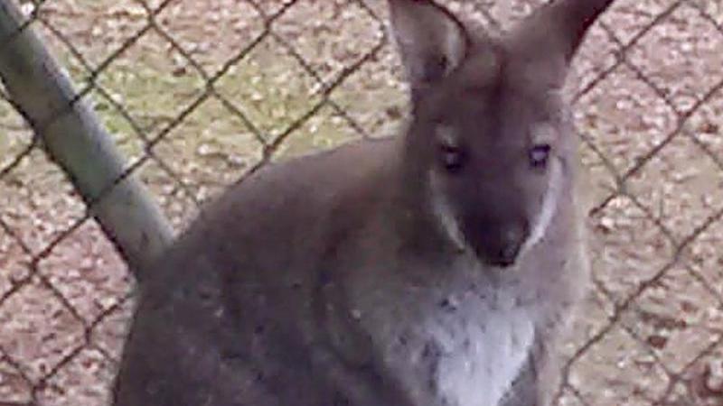 Polizei Cham sucht nach kleinem Känguru