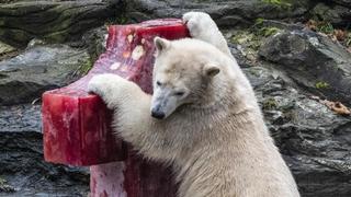 Erster Geburtstag von Eisbärin Hertha im Tierpark