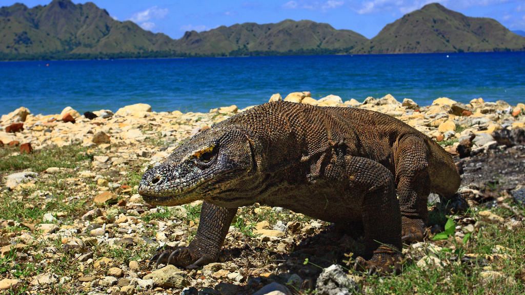 Komodo di Pulau Komodo, taman nasional di Indonesia