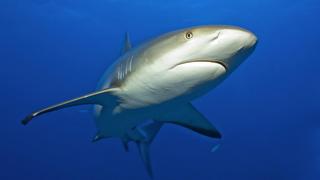 Grauer Riffhai,  Pazifik, Indischer Ozean, Ozeanien, Rotes Meer, Mikronesien / (Carcharhinus amblyrhynchos) | Verwendung weltweit