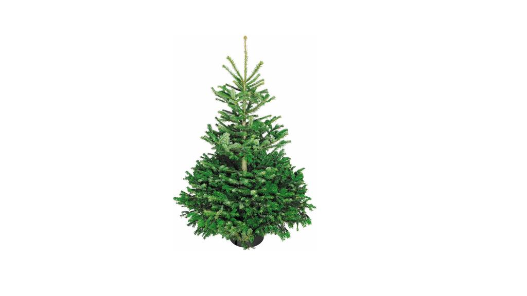 Obi: Weihnachtsbaum online bestellen