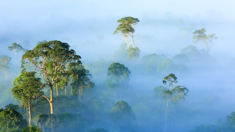 Am frühen Morgen liegt Nebel über dem Regenwald, Danum-Tal. Sabah, MalaysiaDie Verwendung des sendungsbezogenen Materials ist nur mit dem Hinweis und Verlinkung auf TVNOW gestattet.