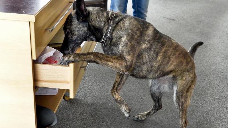 Ein Drogenhund schnuppert im Fach einer Kommode