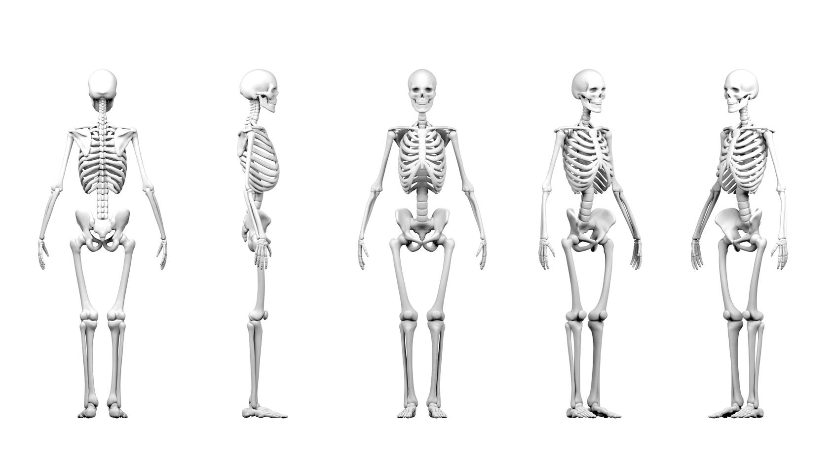 Прямо на скелет. Скелет прямо. Скелет человека в полный рост. Скелет человека профиль в полный рост. Скелет анатомия высокое качество.