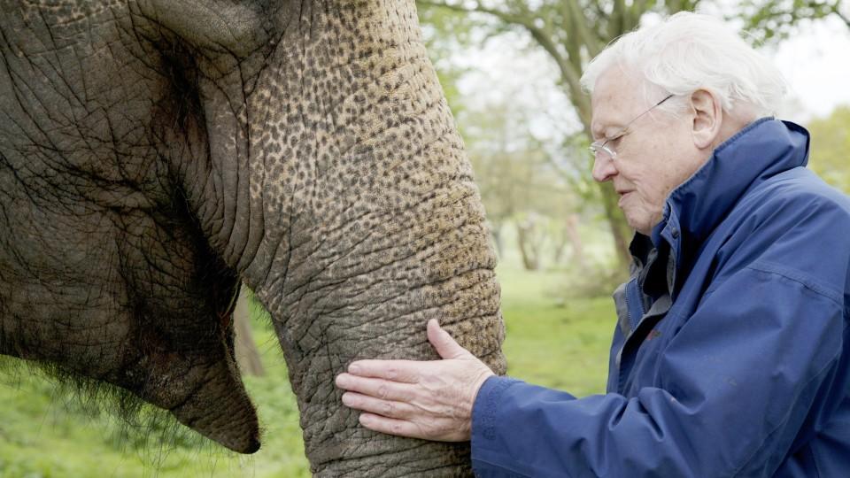 David Attenborough spricht über die Lebensdauer von wildlebenden Elefanten.