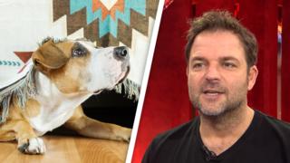 Martin Rütter gibt Tipps für silvesterpanische Hunde
