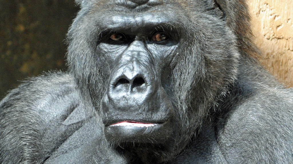 Seit 1975 lebte Gorilla Massa im Krefelder Zoo.