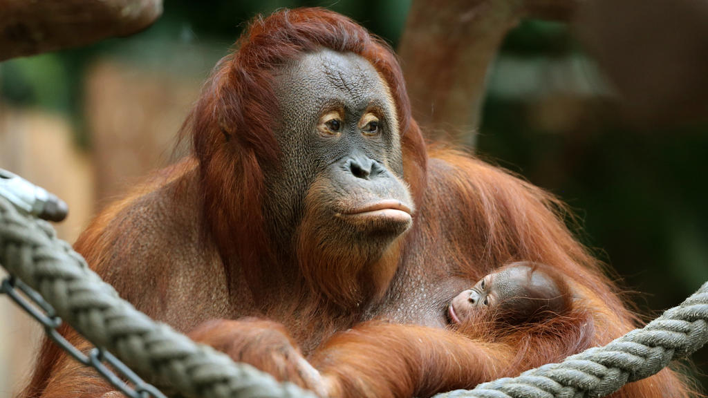 Krefelder Zoo - Orang-Utans bei Brand gestorben