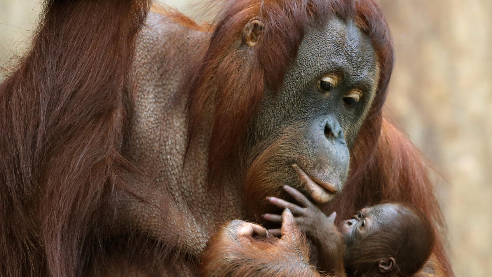 Krefelder Zoo - Orang-Utans bei Brand gestorben