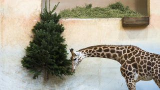 dpatopbilder - 28.12.2019, Tschechien, Prag: Eine Giraffe frisst im Prager Zoo die Nadeln eines unverkauften Weihnachtsbaums. Foto: Katerina Sulova/CTK/dpa +++ dpa-Bildfunk +++