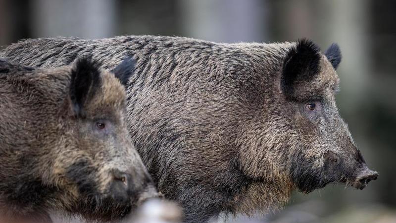 Nur 21 Kilometer vor der deutschen Grenze wurde ein positiver Wildschwein-Kadaver gefunden (Symbolbild).