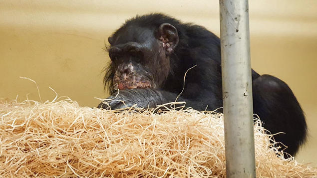 HANDOUT - 06.01.2020, Nordrhein-Westfalen, Krefeld: Schimpanse «Bally» nach dem Brand im Krefelder Zoo. Der Krefelder Zoo teilt mit, dass es sechs Tage nach dem Brand den überlebenden Westafrikanischen Schimpansen Bally und Limbo gut geht. Sie haben 