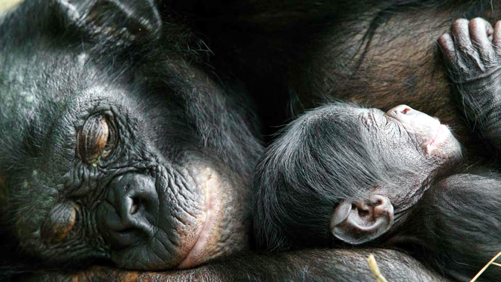 Bonobo-Mutter hält ihren Nachwuchs im Arm. 
