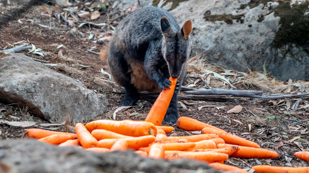 Ein Wallaby frisst eine der abgeworfenen Karotten.