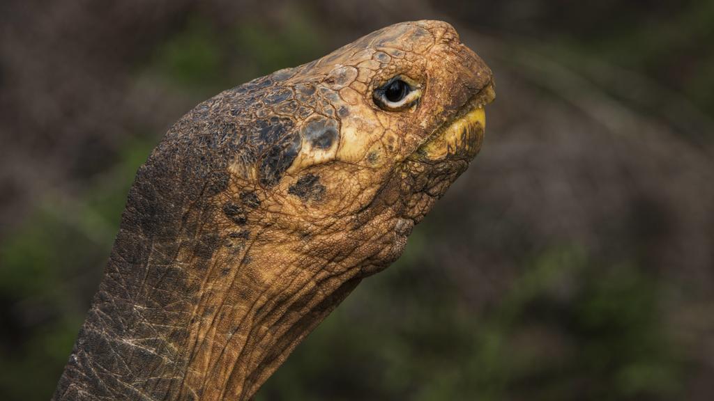 Galapagos Inseln Dank Seines Sexualtriebs Rettete Riesenschildkrote Diego Seine Art Fast Im Alleingang